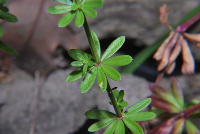 Galium